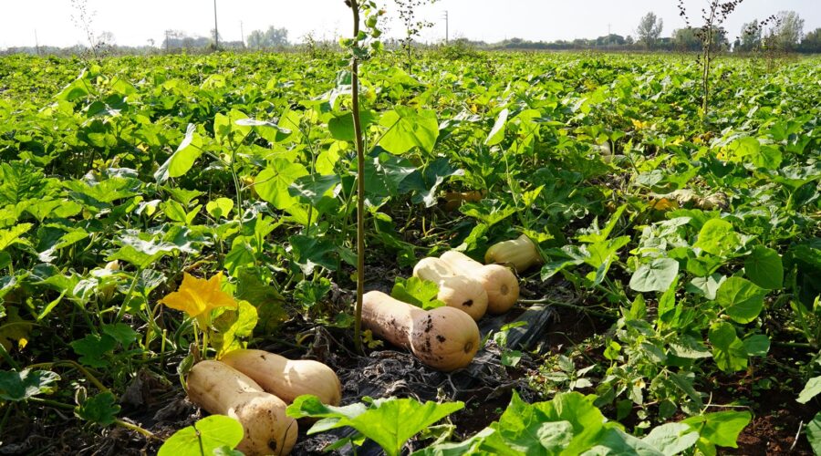 Zucca di qualità, scopri la produzione dell’Azienda Agricola Bressan